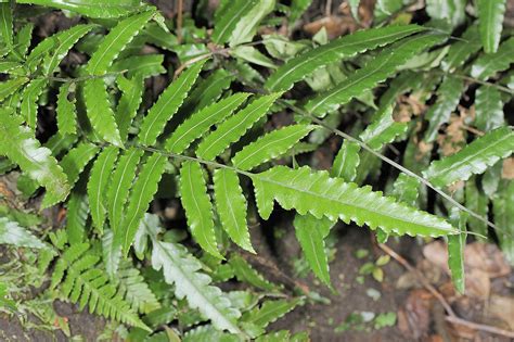 蕨 類 植物 代表 品種|蕨類品種指南：認識常見品種，掌握養護祕訣 